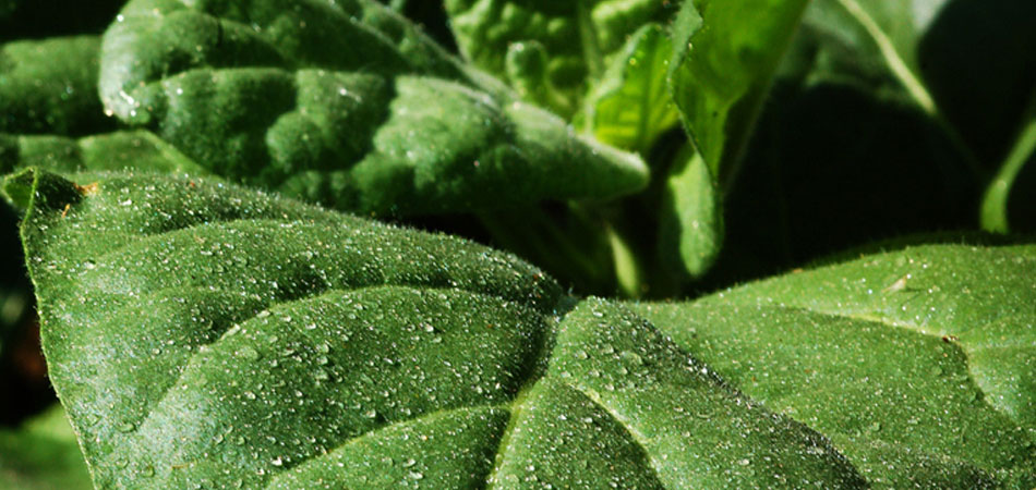 Mother Earth Tobacco - Ceremonial and Organic Organic Tobacco - Mother Earth Tobacco