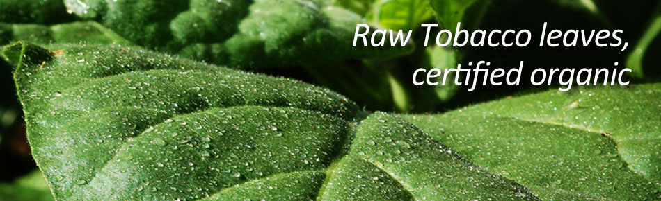 Mother Earth Tobacco - Farmed Organically Organic Farmed Tobacco - Mother Earth Tobacco
