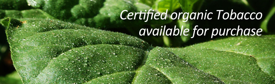Organically Grown Tobacco for Sale Buy Ceremonial Organic Tobacco