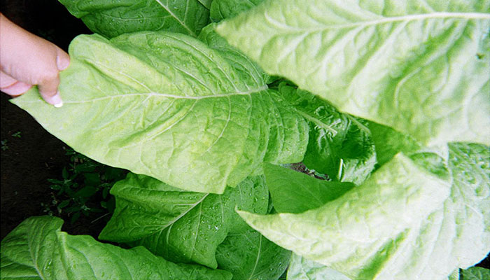 Certified organic tobacco leaves